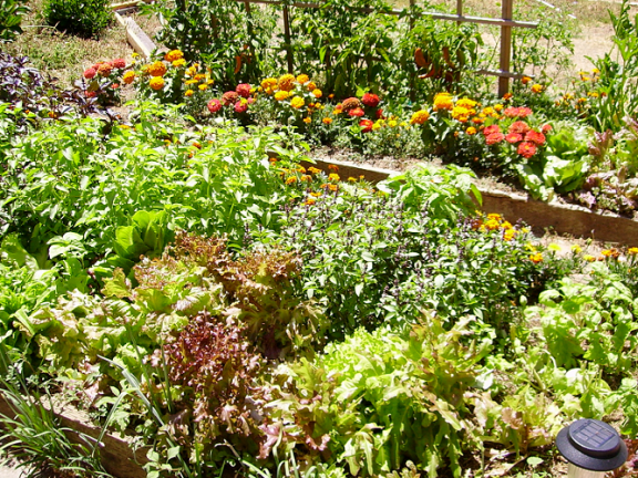 main organic gardening