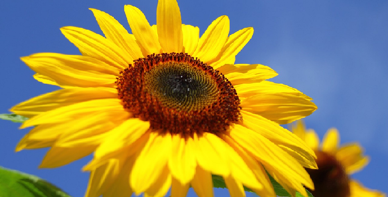 sunflower sunlight